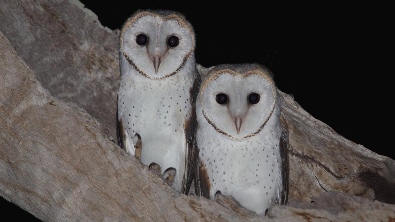 The best way to see a barn owl is to go for a night nature walk. Picture: Ian Boyd