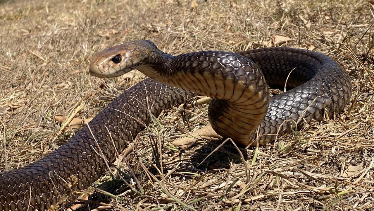 Brisbane West snake hotspots revealed by suburb: Full list, map | The ...