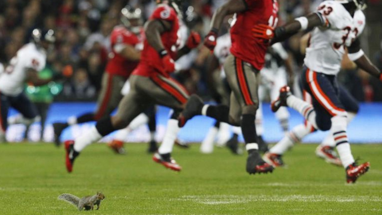 A squirrel runs on the field during the NFL game between the Chicago Bears and Tampa Bay Buccaneers at Wembley stadium in London, UK, October 2011. Picture: Reuters