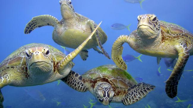 Green turtles (Chelonia mydas) swimming in the Great Barrier Reef, Queensland.