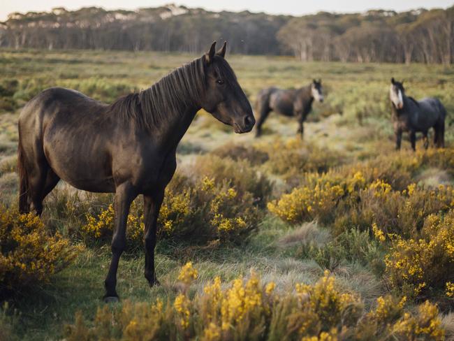 Wild horse numbers in the Kosciuszko National Park have increased over the past five years. Picture: Rohan Thomson