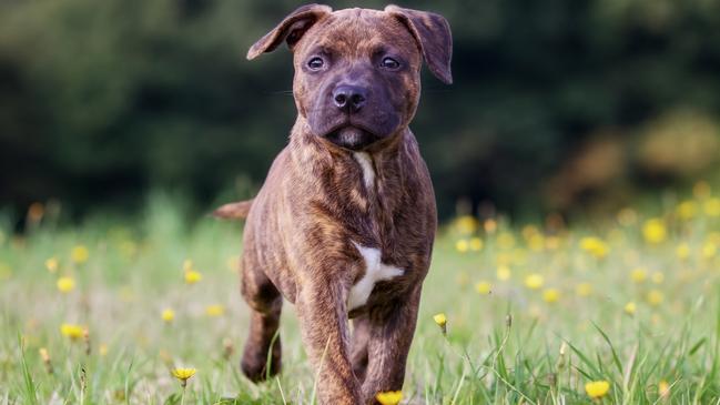 Pets can also be allergic to pollen.