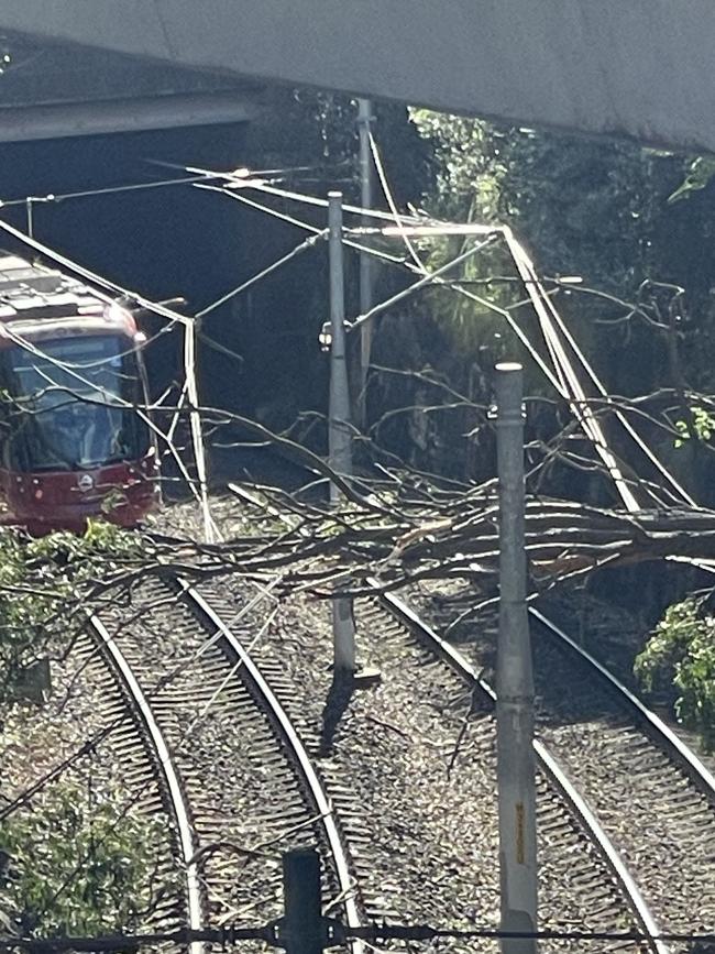 The tree on the light rail tracks near the Fish Market stop at Pyrmont. Picture: NewsWire/Jeremy Piper