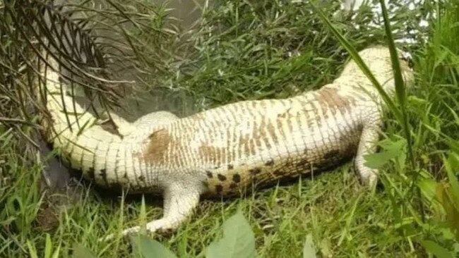 The suspected crocodile in question was found by local farmers. Picture: Asia Pacific Press via ViralPress