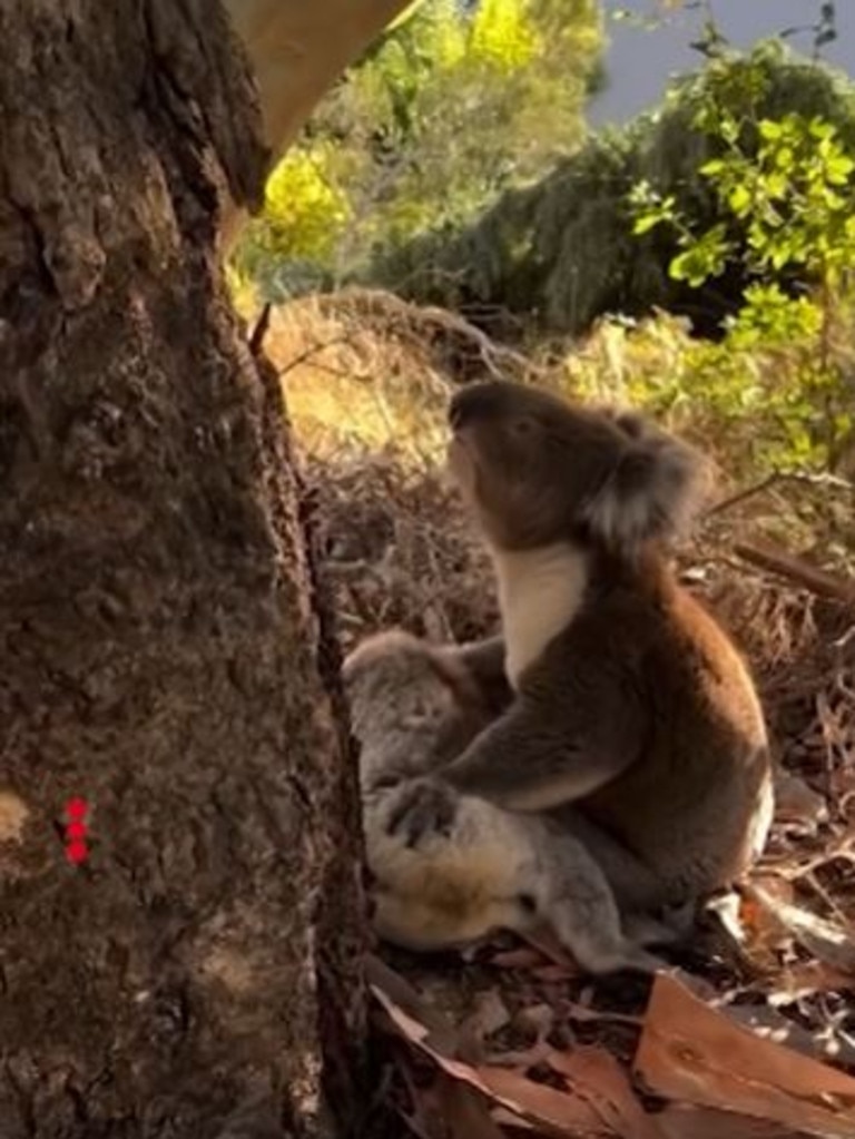 The koala was visibly upset. Picture: 9News