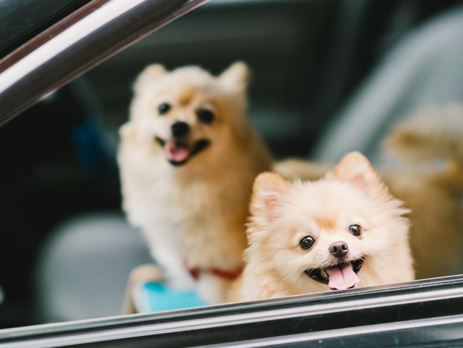 ESCAPE:  Two cute pomeranian dogs smiling on car, going for travel or outing. Pet life and family concept Picture: Istock