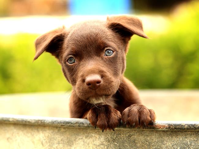 Red kelpie pups for hot sale sale