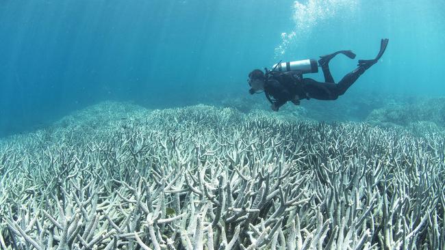 Globally, the coral reefs upon which half-a-billion people depend for food and protection are unlikely to survive surface warming of two degrees Celsius above pre-industrial levels. Pic: Supplied