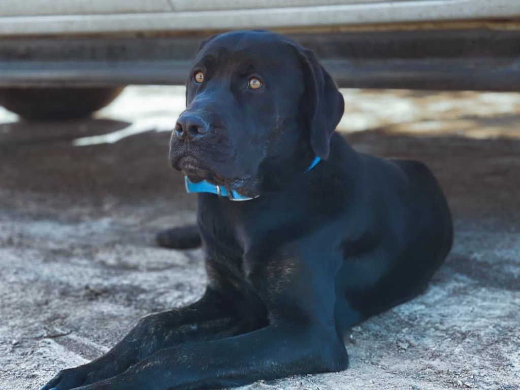 Marion Mitchell said Kabi is the boss of his older brother, Mabo. Photo: Marion Mitchell.