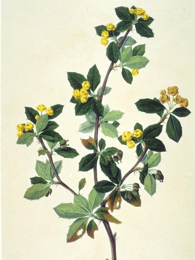 A botanical illustration produced by Sydney Parkinson.