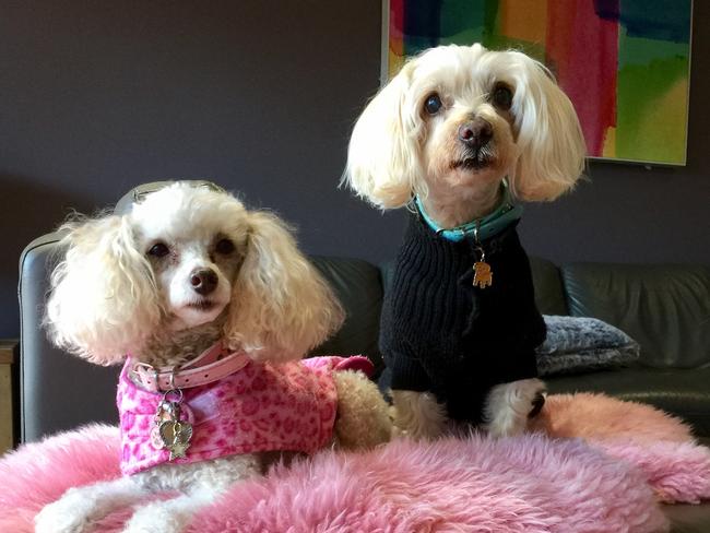 Opey and Jaxson: They might be 10 and 14 but you’d never know it when this furry pair run to the car with Dad every Saturday to go to the shops to buy the Bully.