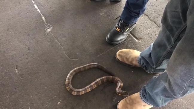 Up close and personal with our venomous snakes