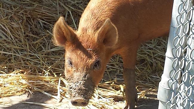 Ash, the Gabba pig, is now recovering well. Pic: RSPCA