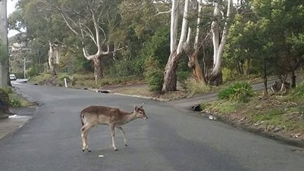 A deer pictured by a motorist on Nelson Rd in Mount Nelson.