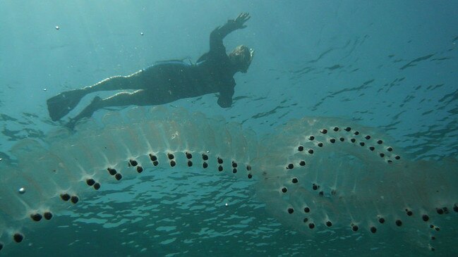 The creatures were identified as sea salps, a kind of marine animal that swarms the Southern Ocean. Picture: Australia Museum