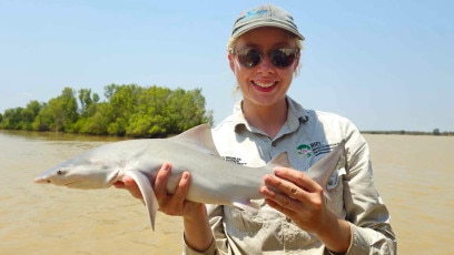 Charles Darwin University (CDU) researchers and Yugul Mangi Rangers have discovered a population of the rare threatened Speartooth Shark in the Roper River. Picture: Supplied