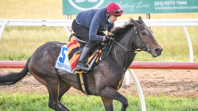 Tiger Moth has impressed at Werribee trackwork. Picture: Racing Photos via Getty Images