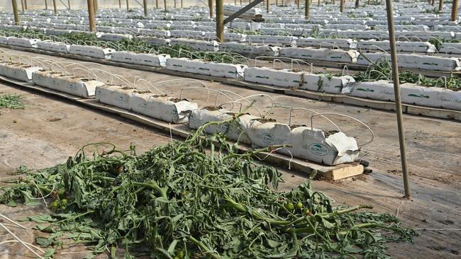 Dead stock at Gawler River Tomatoes. Picture: Keryn Stevens