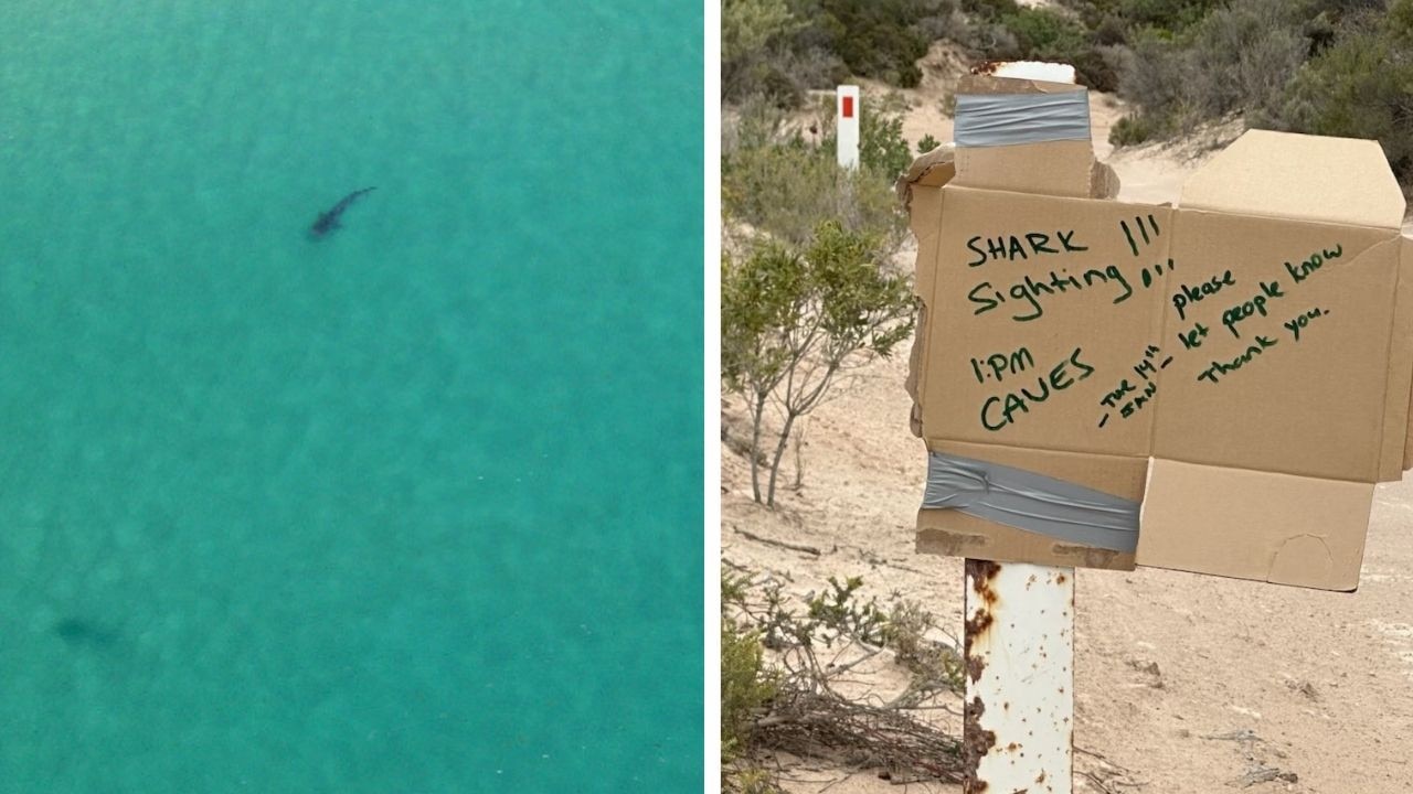 Surfer’s desperate DIY measures as shark fears soar