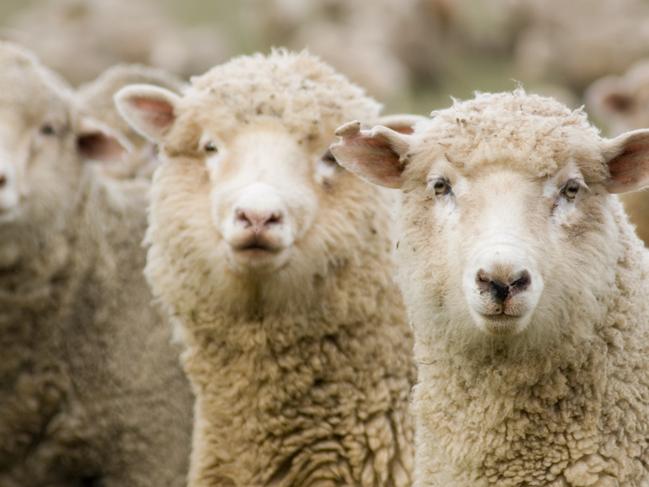 Three sheep (ewes) isolated within a mob all looking in the same direction (to the viewer).