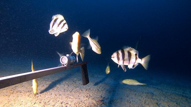 The expedition is the first time in SA that hi-tech equipment such as the Baited Underwater Remote Video Systems have been deployed at such depths. Picture: Supplied.