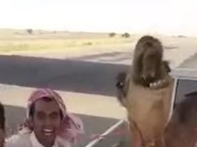 Video shows camel in hysterics