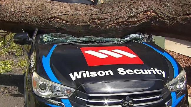 A man is lucky to be alive after a tree came crashing down onto his car at Richmond. Picture: 7NEWS Adelaide