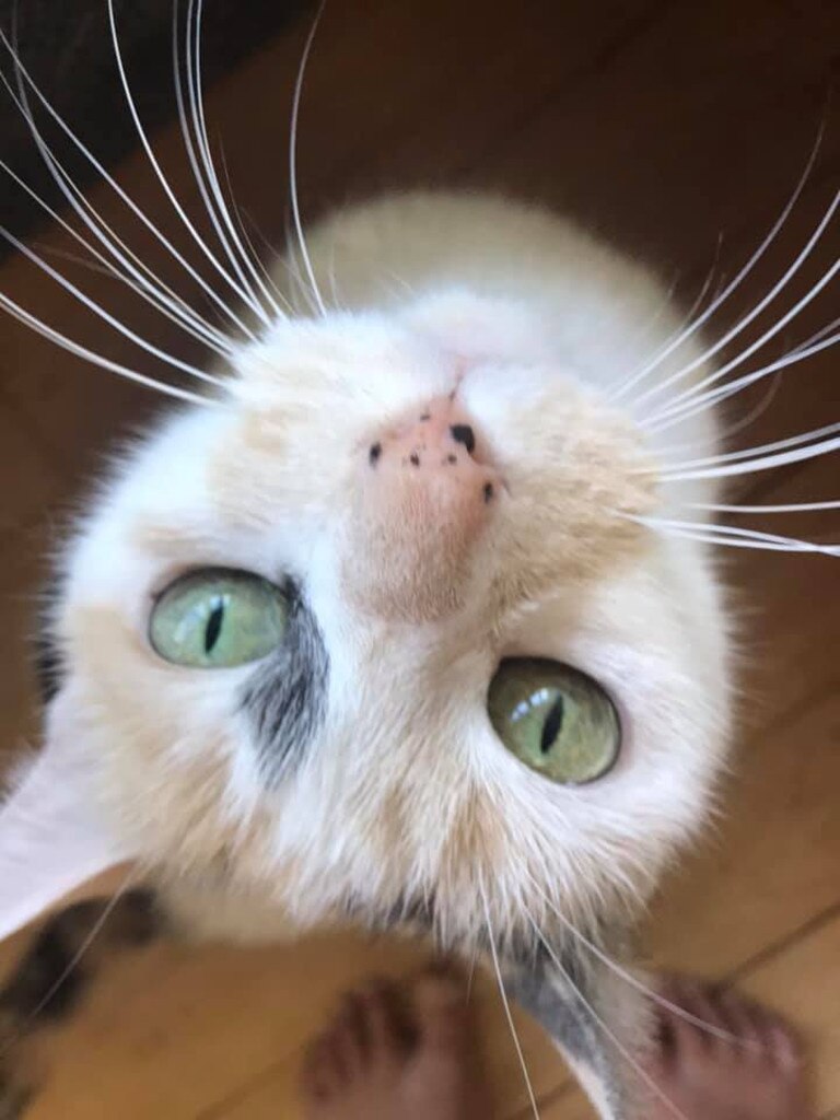 Candy, our 13yo calico. Picture: Maria Bowman. Cutest cats in Redcliffe.