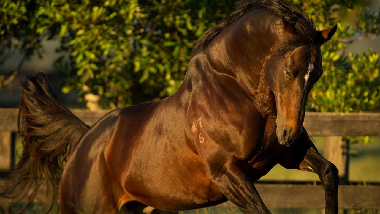 Love Conquers All is returning to Queensland to stand at Clear Mountain Fairview on the Darling Downs. Picture: Sharon Lee Chapman.