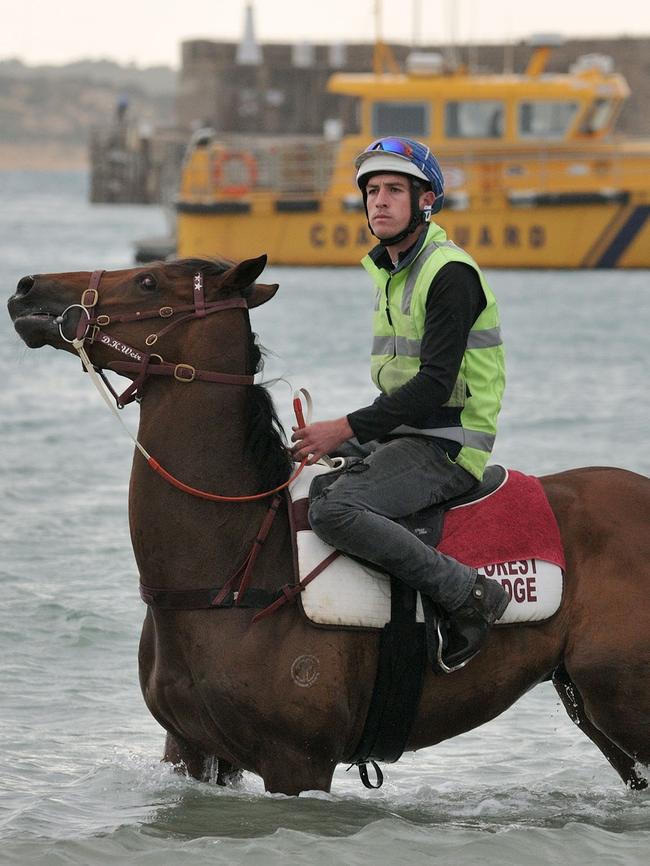 Humidor enjoys a swim at Warrnambool. Photo: Robin Sharrock