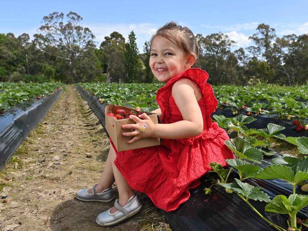 The strawberry season has officially opened at The Beerenberg Family Farm in October. Summer enjoys the health treats. Picture: Keryn Stevens