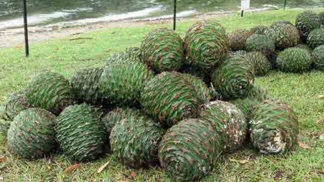 Bunya pines pictured at the golf club.