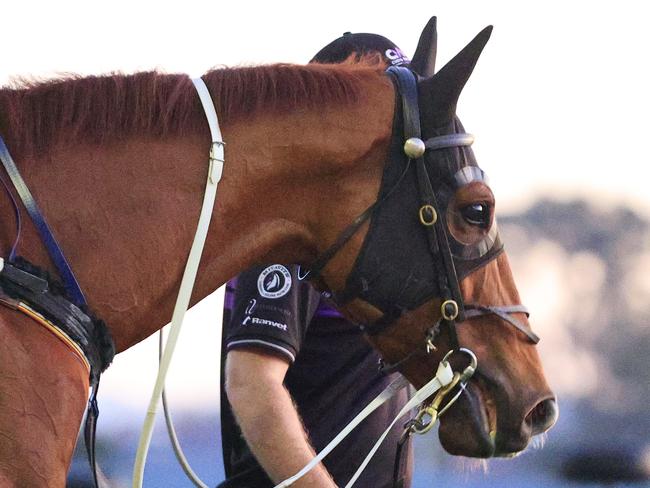 SYDNEY, AUSTRALIA - OCTOBER 13: Haut Brion Her is seen after a trackwork session ahead of The Everest at Rosehill Gardens on October 13, 2020 in Sydney, Australia. (Photo by Mark Evans/Getty Images)