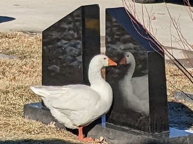 Alone and heartbroken, Blossom began to seek comfort in her own reflection. Picture: Facebook