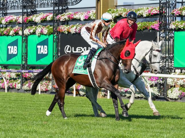 Legarto (NZ) on the way to the barriers prior to the running of  the TAB Australian Cup at Flemington Racecourse on March 30, 2024 in Flemington, Australia. (Photo by George Sal/Racing Photos via Getty Images)