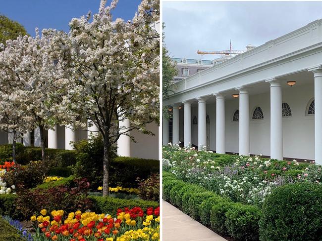 The White House rose garden before and after the redesign. Picture: Getty Images/Mary Jordan