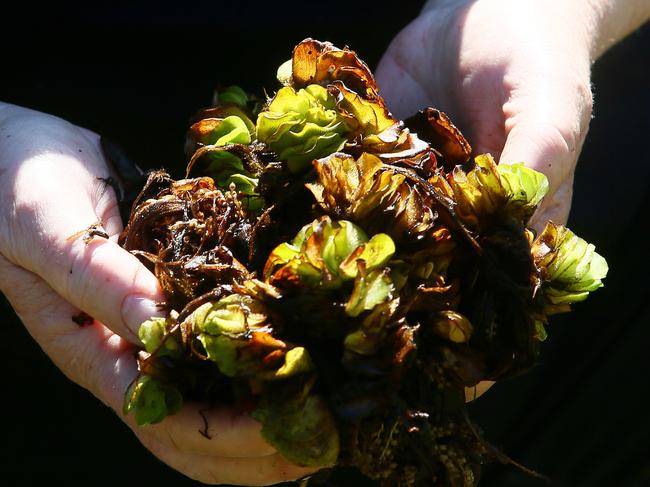 Glenys Ray holds a clump of Salvinia Molesta. Picture: Image/Sue Graham.