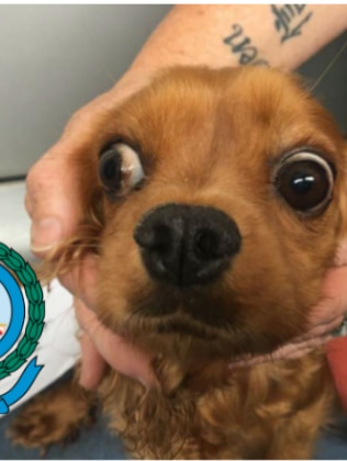 Veterinarians concluded that the animals were suffering from a range of health issues including ear infections, severe dental disease, intestinal worms, poor body condition, conjunctivitis, matted coats, wounds, and urine scalding. Picture: RSPCA.