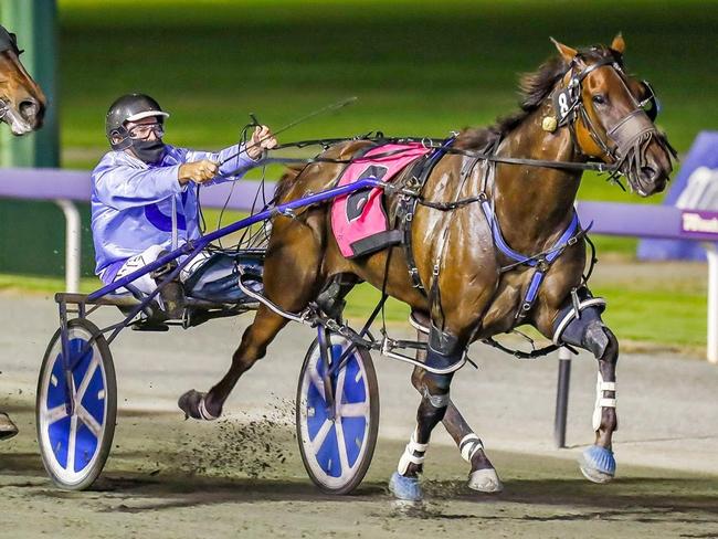 WA Pacing Cup winner Minstrel set for Inter Dominion. Picture: Pacepix