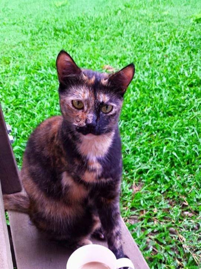 Lilly enjoying the serenity (3 legged &amp; proud). Picture: Rylee Broes. Cutest cats in Pine Rivers.