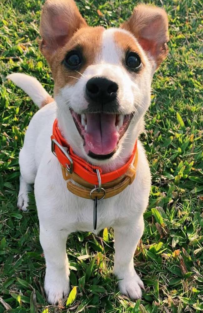 The pets who have gone missing after a devastating house fire in Gulliver nearly killed two people on Boxing Day in Townsville. Photo: Supplied.