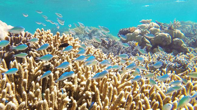 Experts divided over new blueprint for Great Barrier Reef to prevent ...