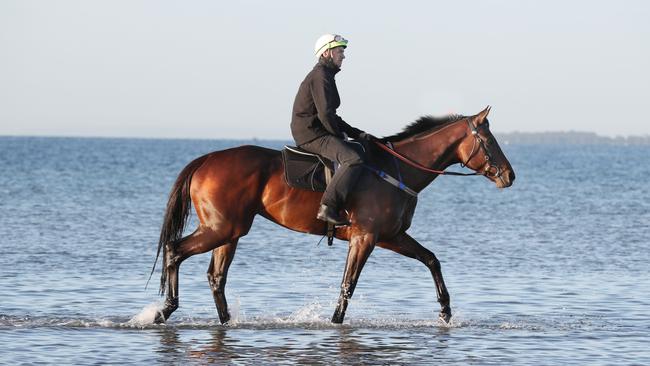 Winx takes a paddle at Altona beach after winning the Cox plate for the third time. Picture: David Crosling