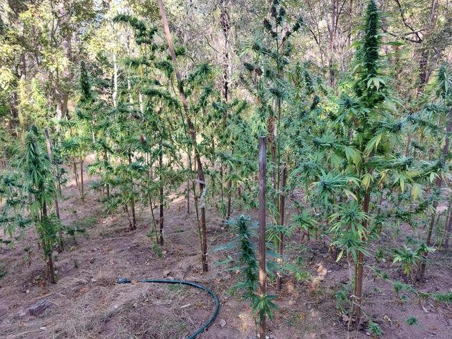 A cannabis crop has been found hidden in a national park on Maggie, safe behind an electric fence.