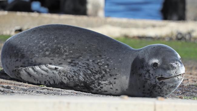 'Merlin' the sun baking Sea Lion from Antarctica, resting on a Brighton boat ramp. The seal was named by the first responders. Picture: Alex Coppel