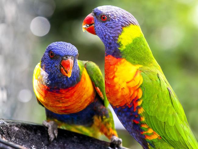 MAROON MOMENT Feeding time for the rainbow lorikeets in Carina, Sunday, November 28, 2021 - Picture: Richard Walker