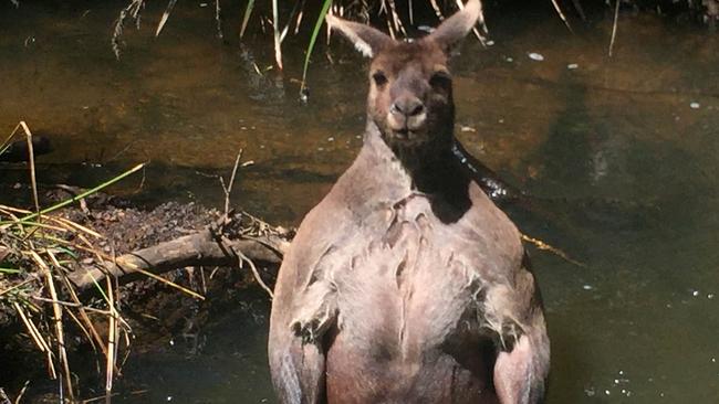 Kangaroo ‘ripped Body Building Marsupial Shocks Gardener Photos