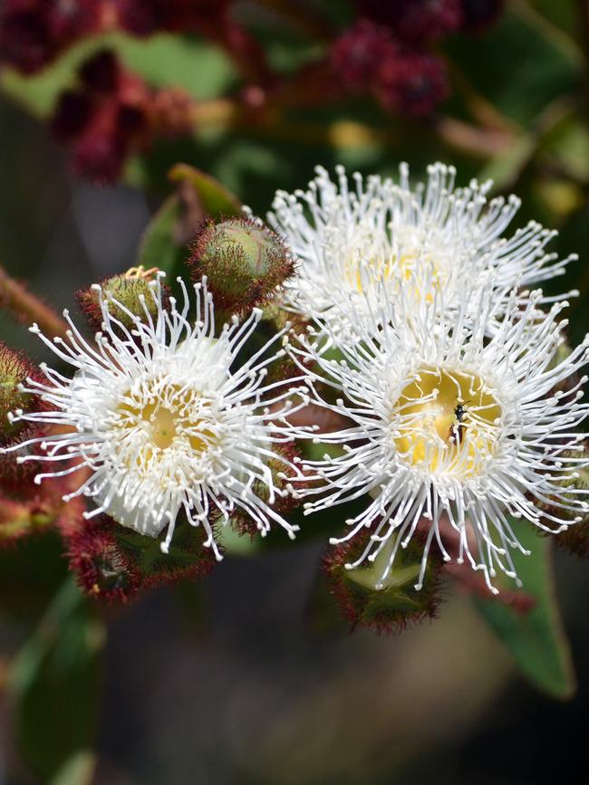 Dwarf apple gum