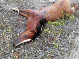 HEARTBREAKING: Gavin Kovacs was shocked to find a young well-looked after dead horse dumped in the forestry at Glastonbury on Thursday. Picture: Contributed