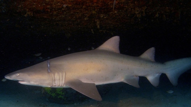 An example of a grey nurse shark. Picture: Stock.